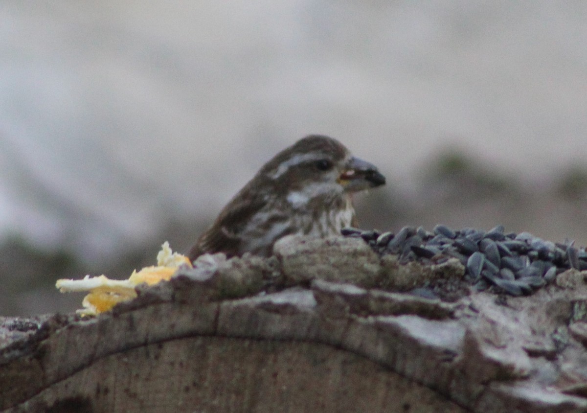 Purple Finch (Eastern) - ML153881951