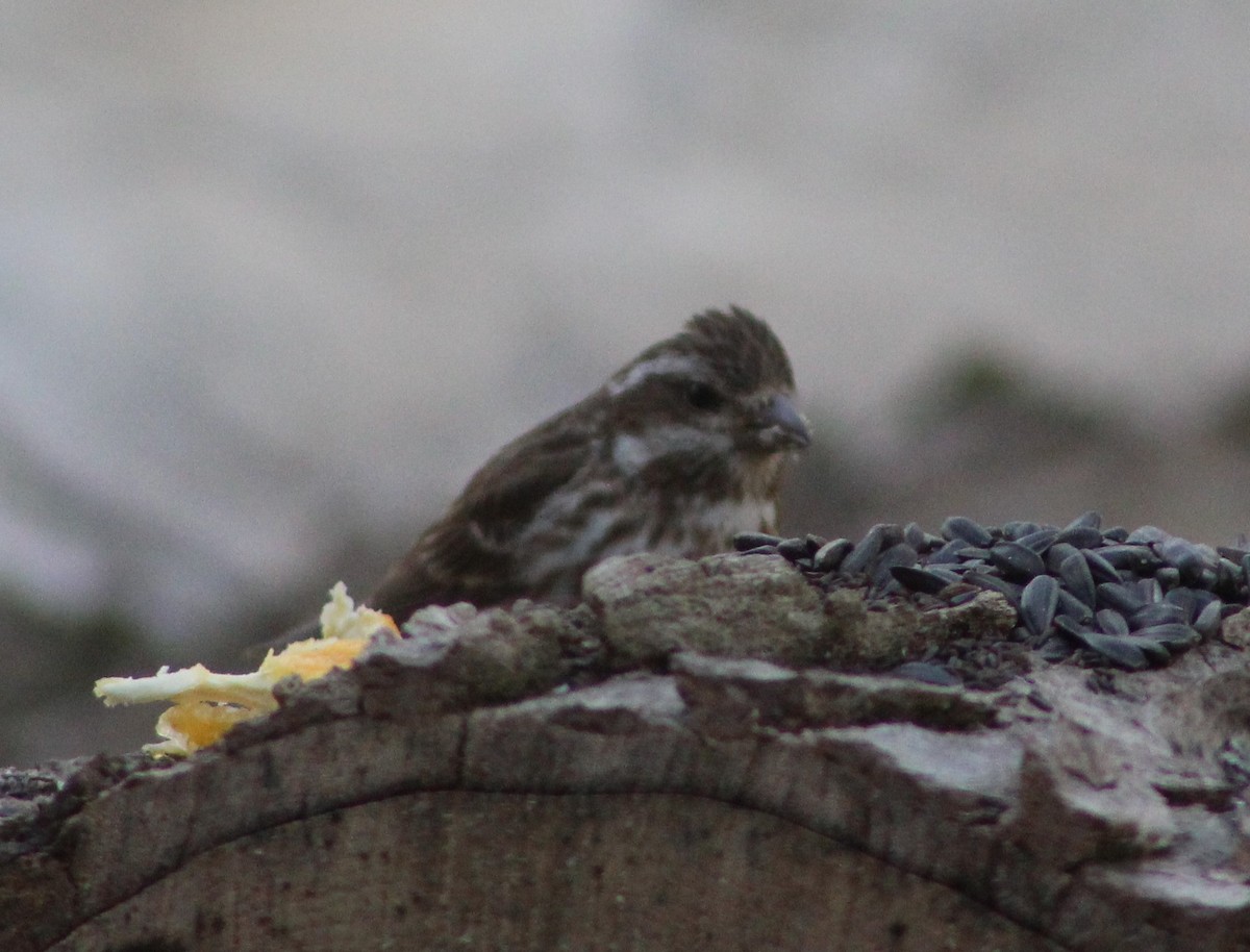 Purple Finch (Eastern) - ML153882091