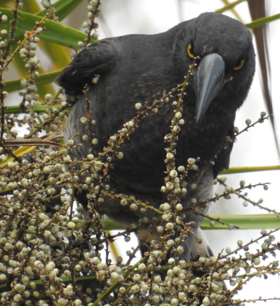 Gray Currawong (Gray) - Colin Trainor