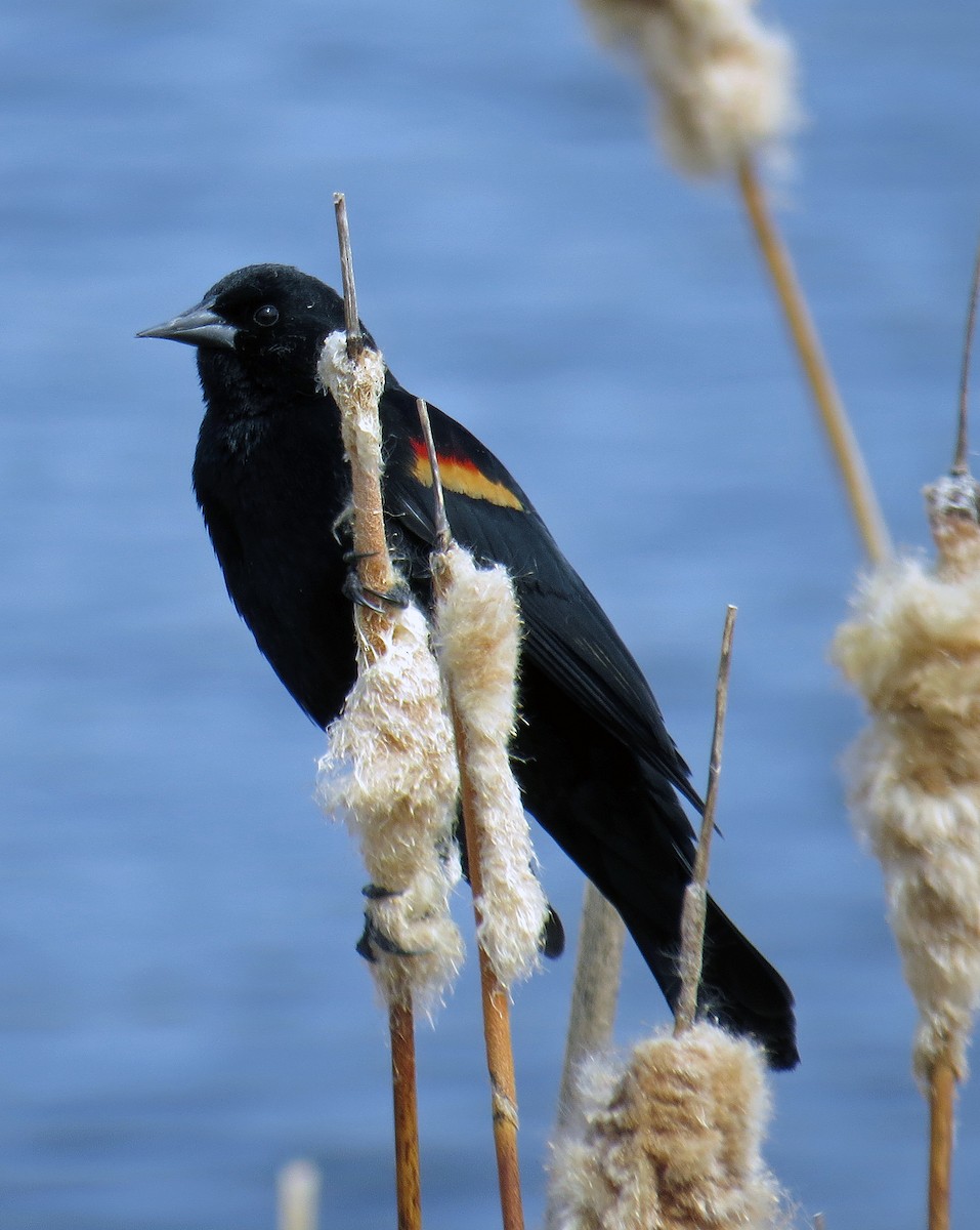 Red-winged Blackbird - ML153882371