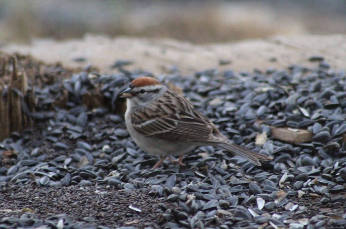 Chipping Sparrow - ML153882751