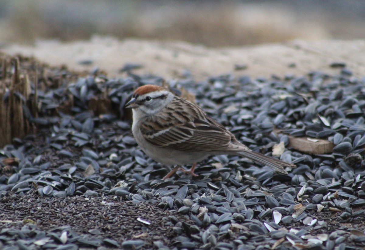 Chipping Sparrow - ML153882821