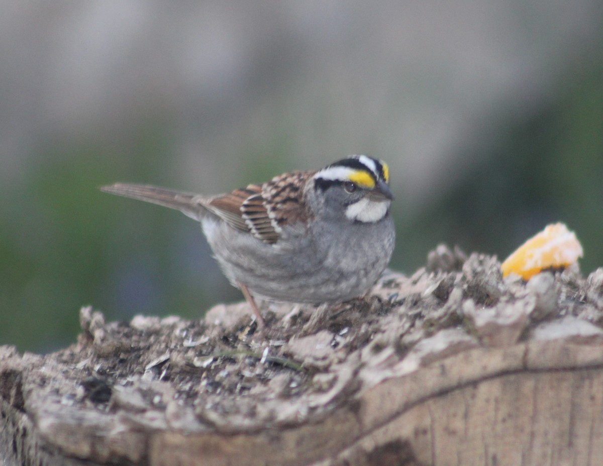 White-throated Sparrow - ML153882881