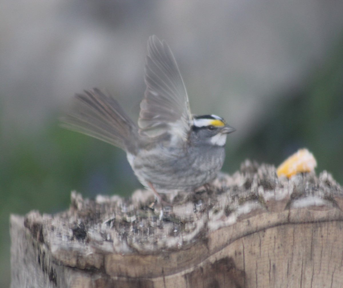 White-throated Sparrow - ML153882991
