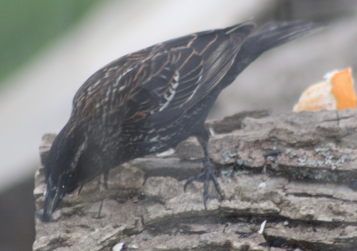 Red-winged Blackbird - ML153883141