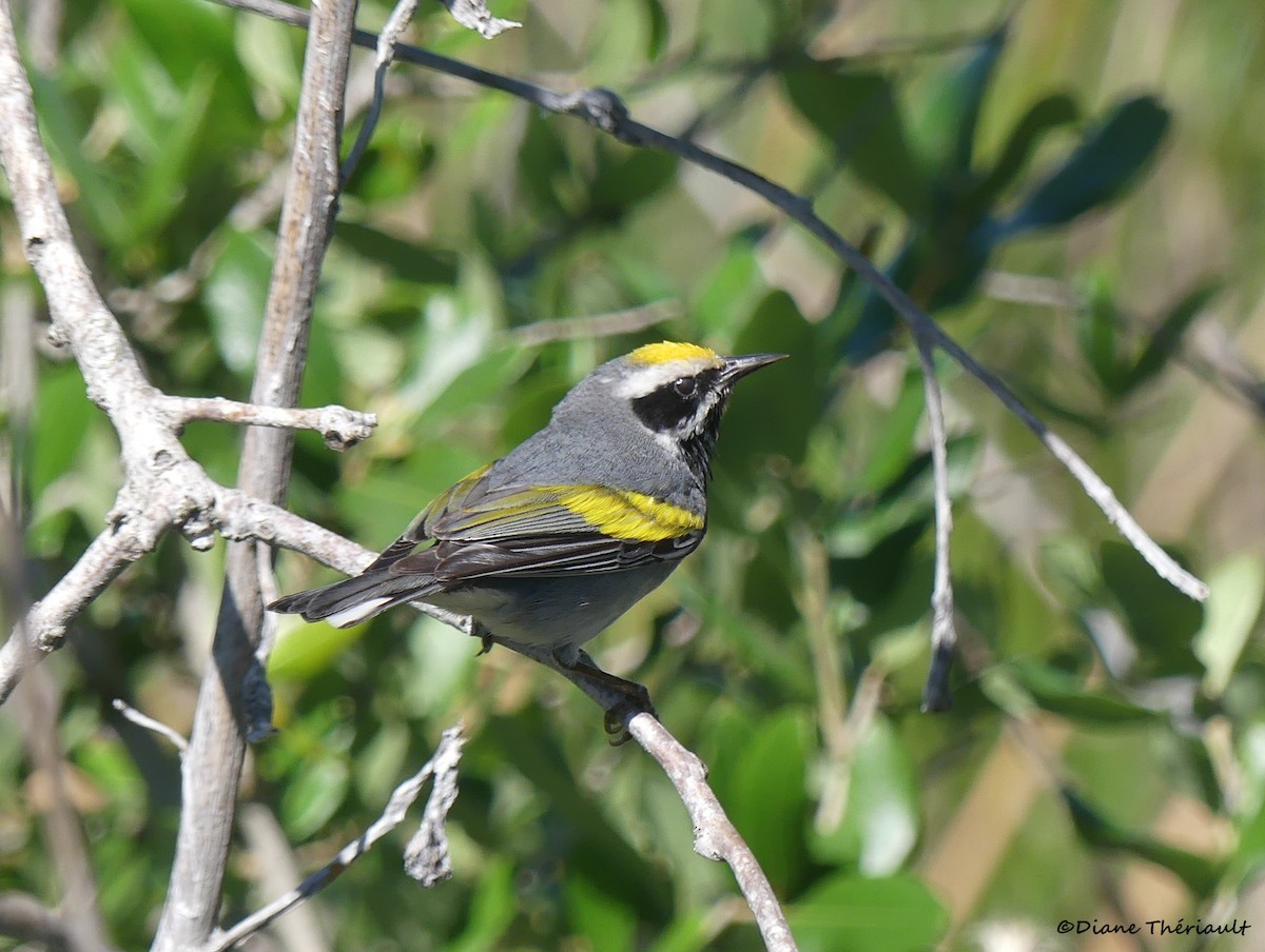 Golden-winged Warbler - Diane Thériault