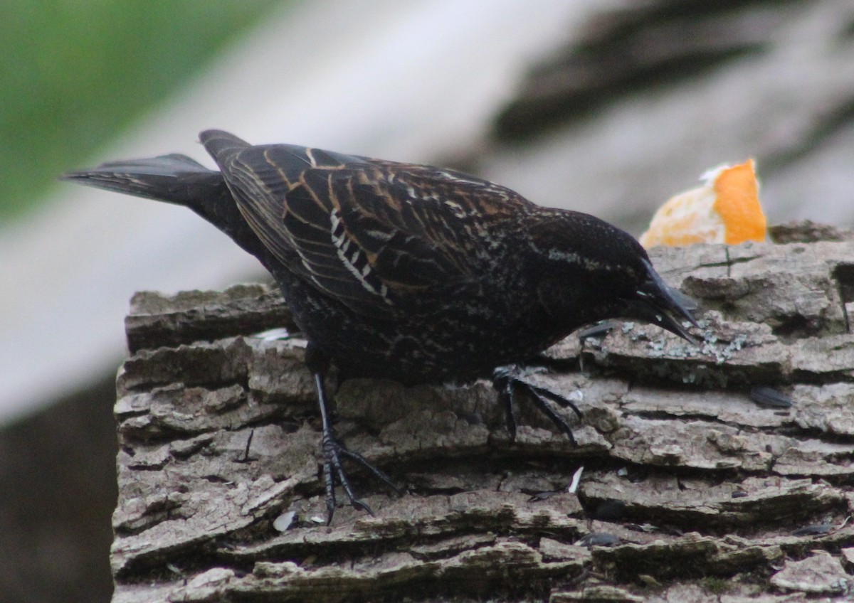 Red-winged Blackbird - ML153883231