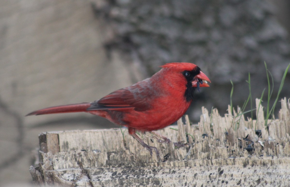 Northern Cardinal - ML153883481