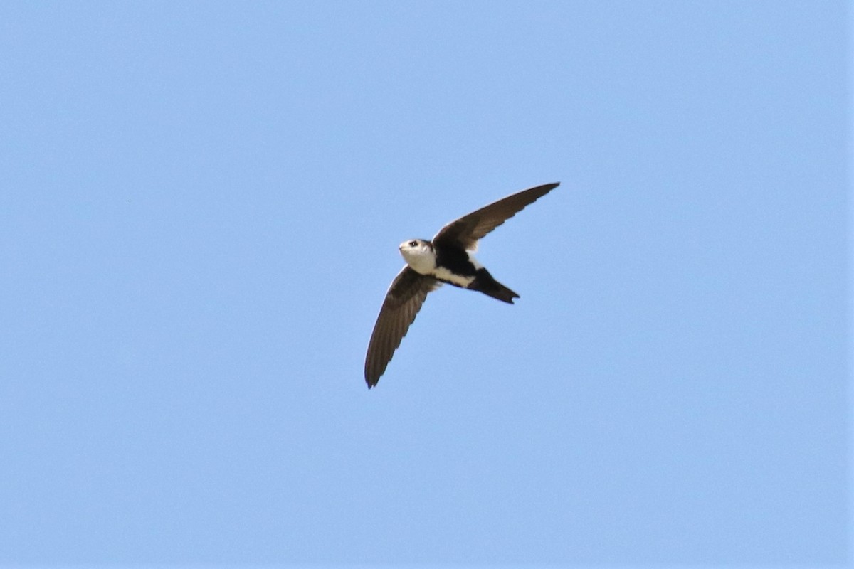 White-throated Swift - ML153883621