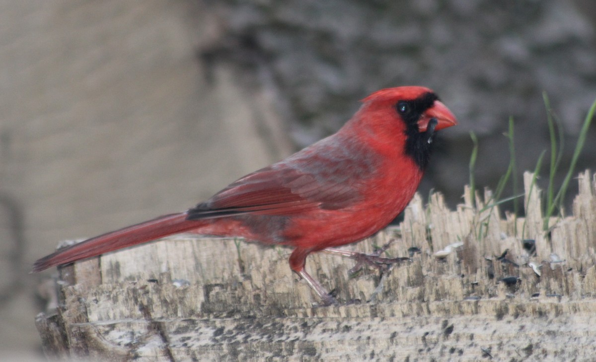 Cardenal Norteño - ML153883661