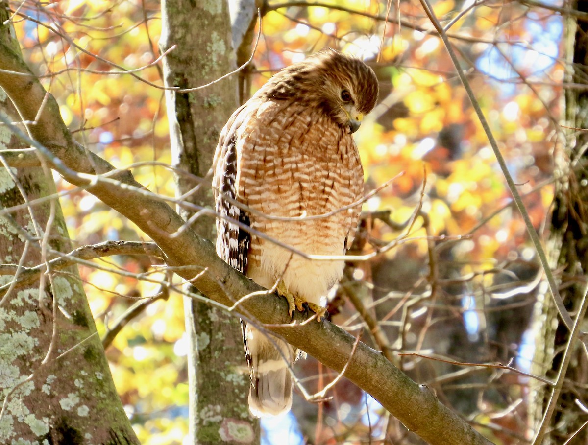 Rotschulterbussard - ML153883801