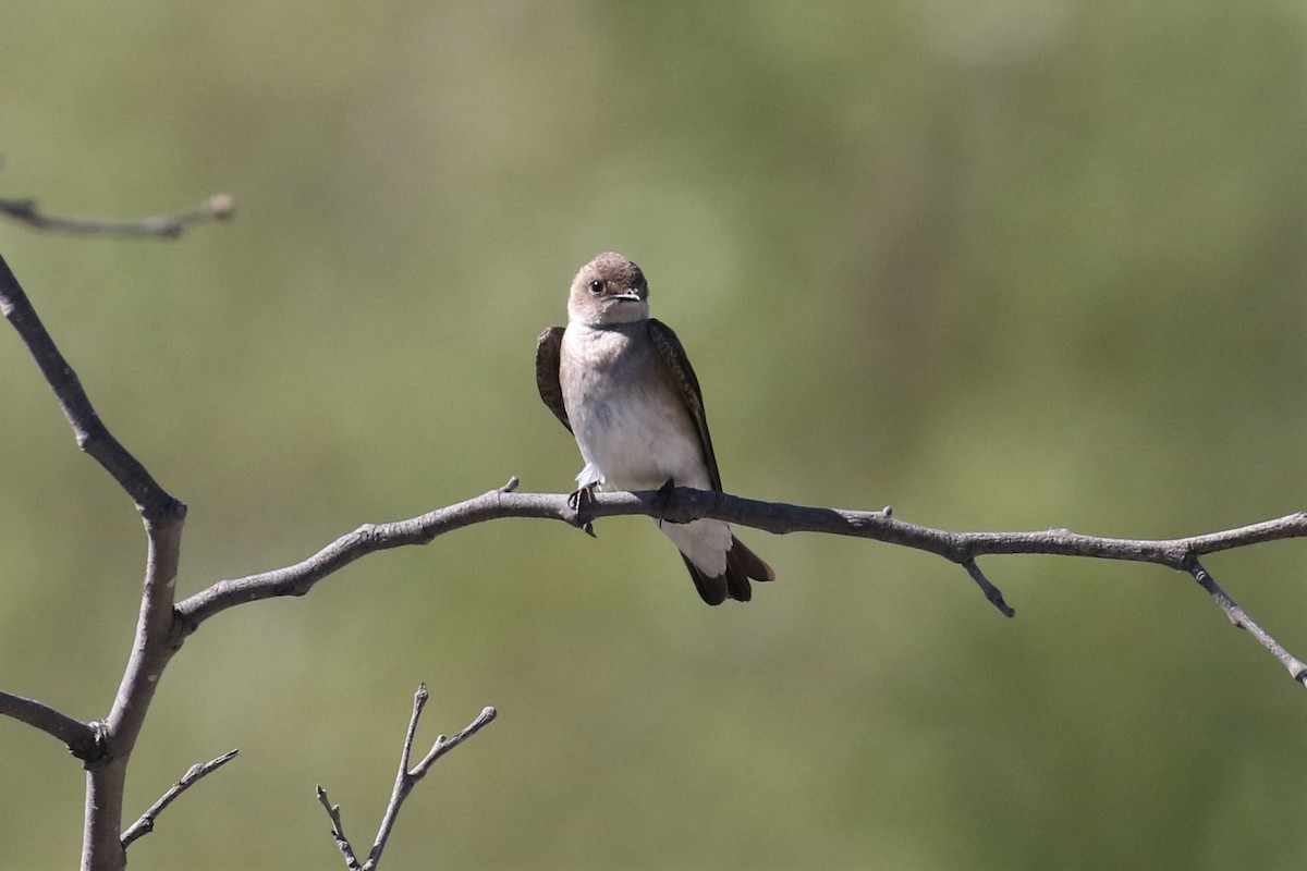 Hirondelle à ailes hérissées - ML153883851