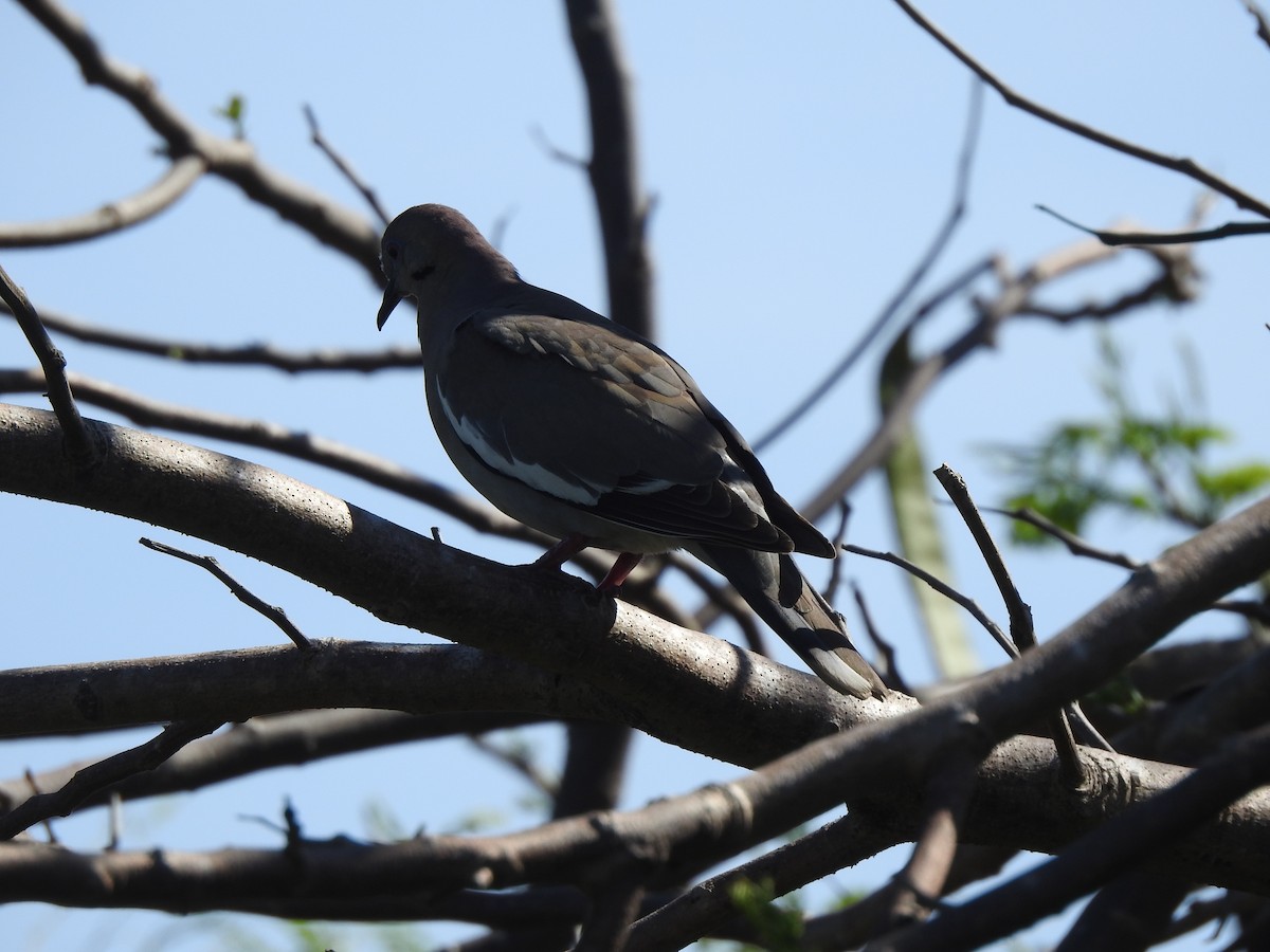 White-winged Dove - ML153883931