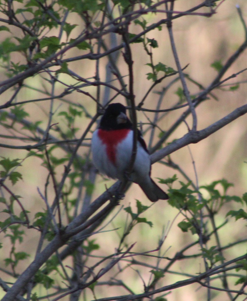 Rose-breasted Grosbeak - ML153883971