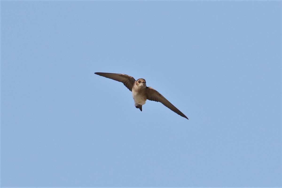 Golondrina Aserrada - ML153884041