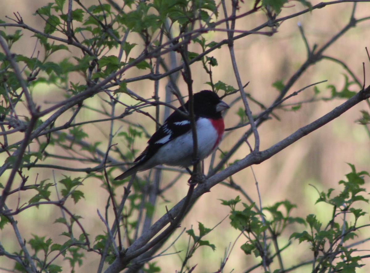 Rose-breasted Grosbeak - ML153884091