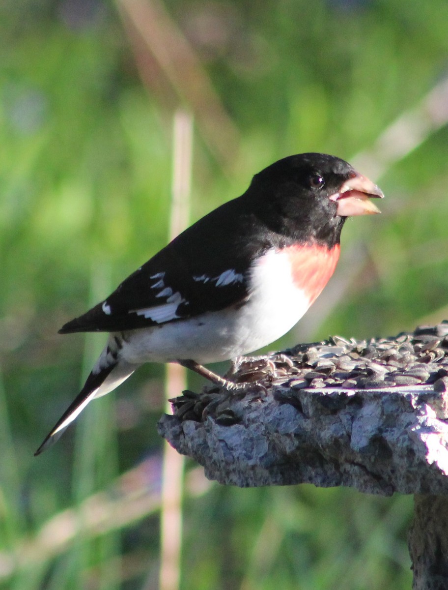 Rose-breasted Grosbeak - ML153884301