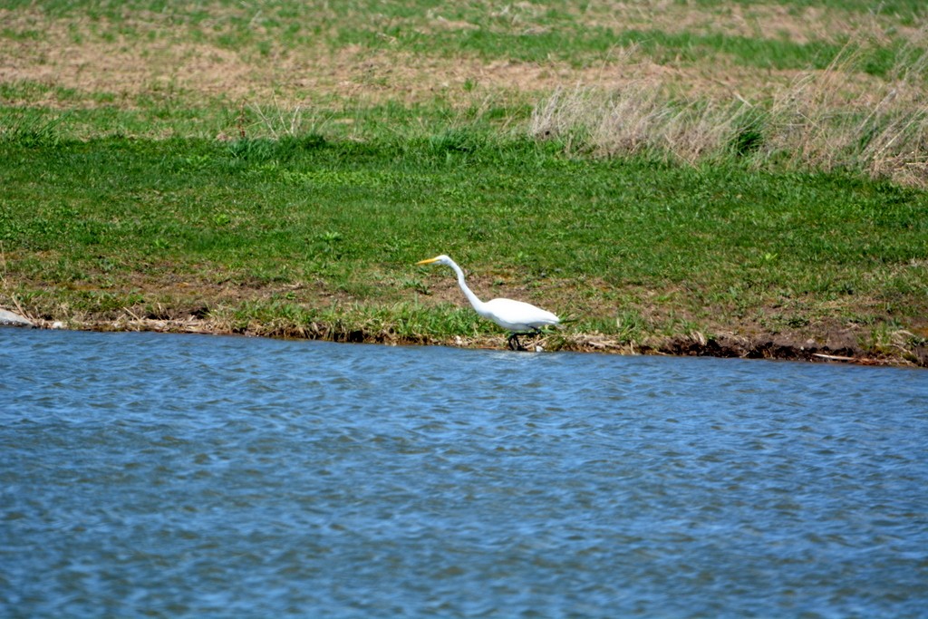 Great Egret - ML153884331