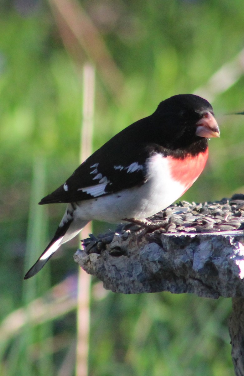 Rose-breasted Grosbeak - ML153884401