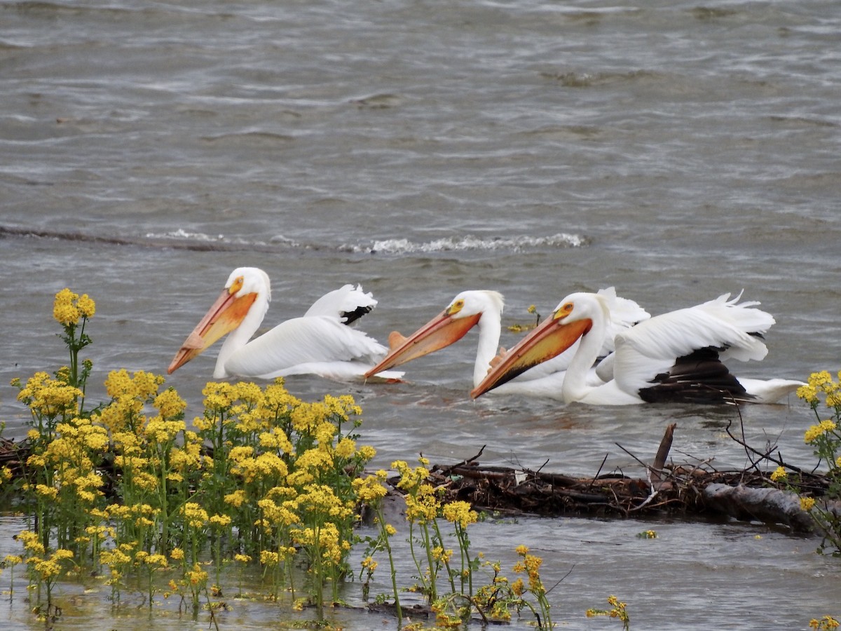 American White Pelican - ML153884451