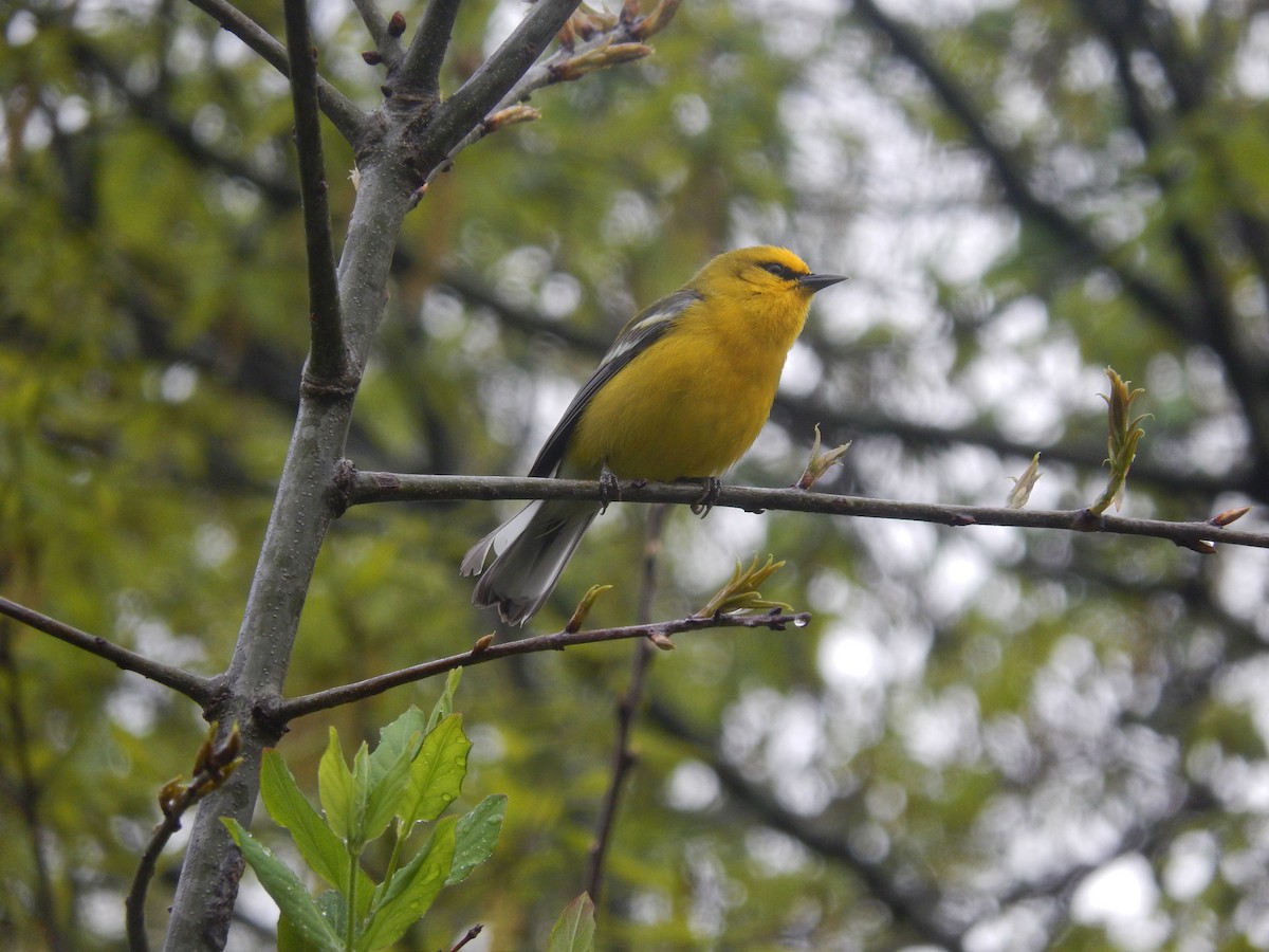 Blauflügel-Waldsänger - ML153884461