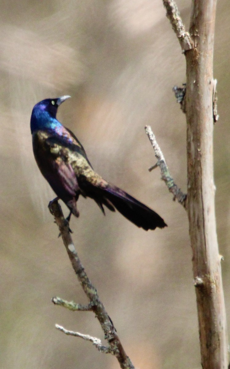 Common Grackle - ML153884711