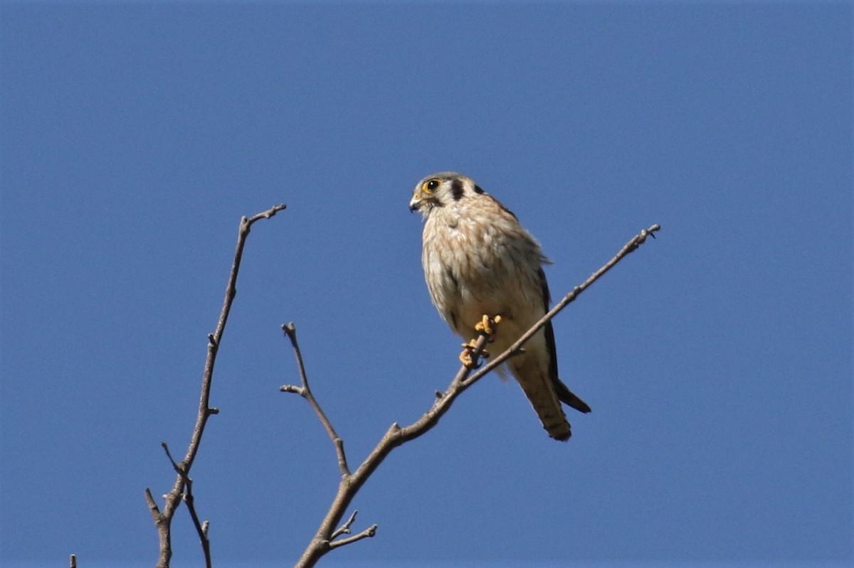 American Kestrel - ML153885091