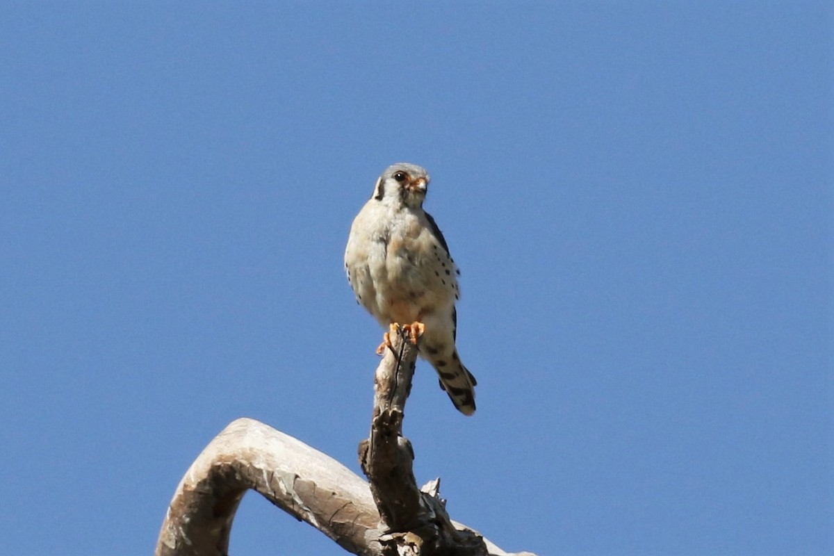 American Kestrel - Tom Fangrow