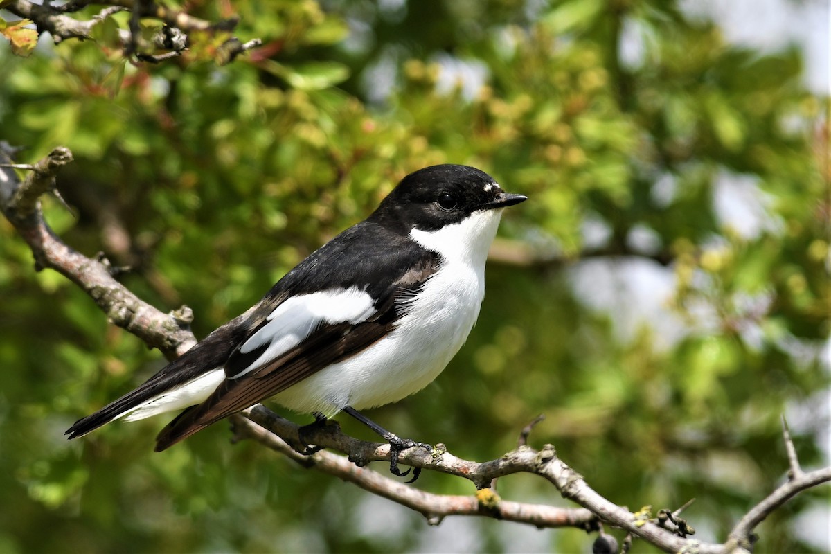 European Pied Flycatcher - Haldun Savaş
