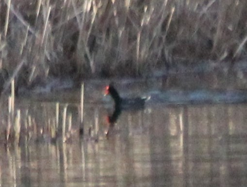 Common Gallinule - Kari Dietlin