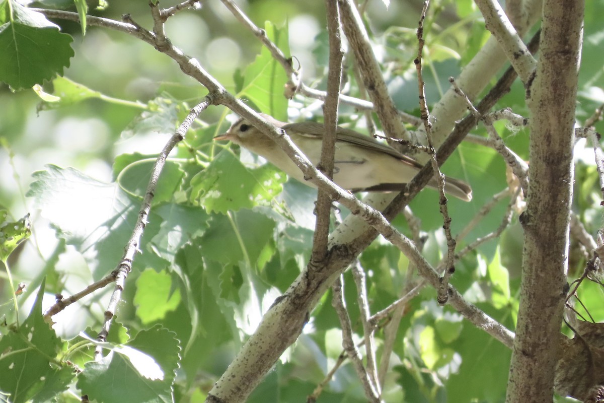 Warbling Vireo - Carol Comeau