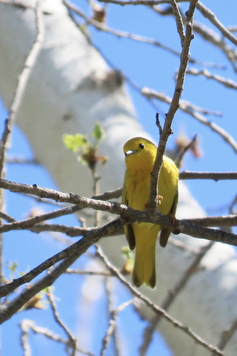 Yellow Warbler - Carol Comeau