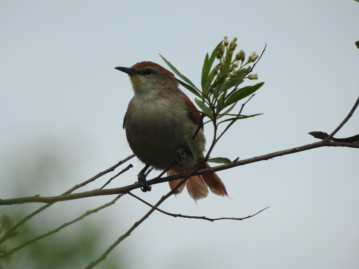 Yellow-chinned Spinetail - ML153886921