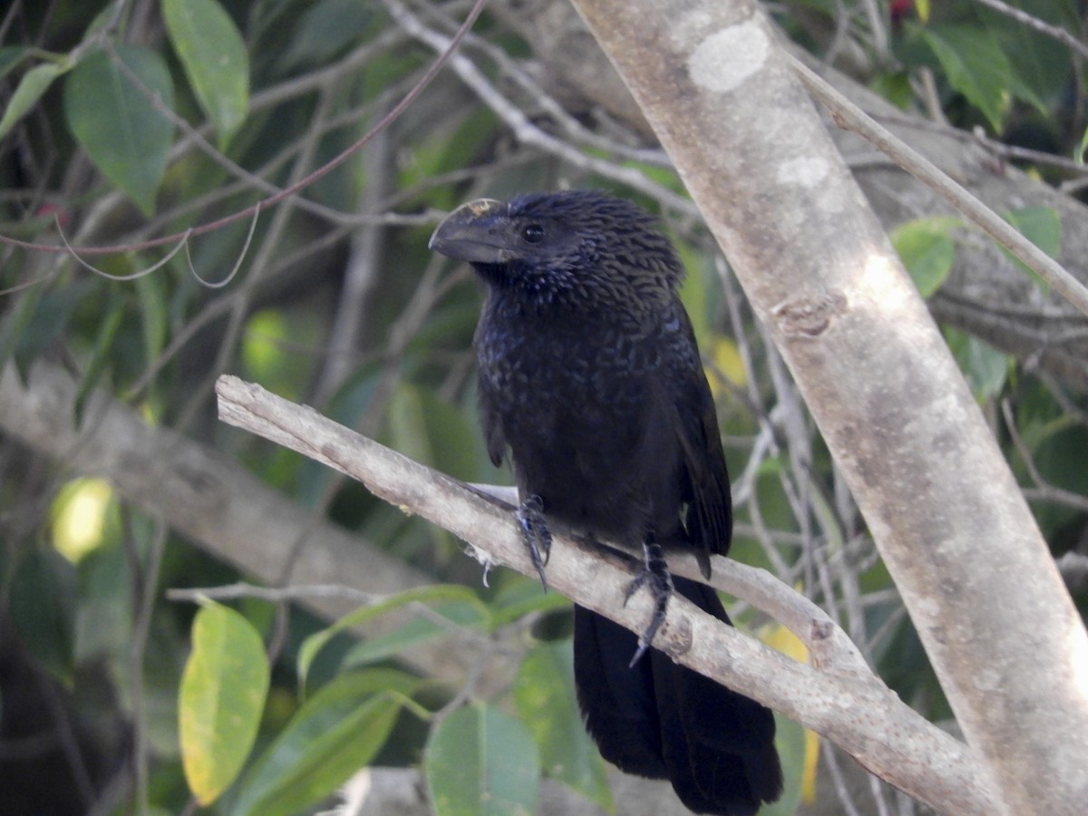 Smooth-billed Ani - ML153887521