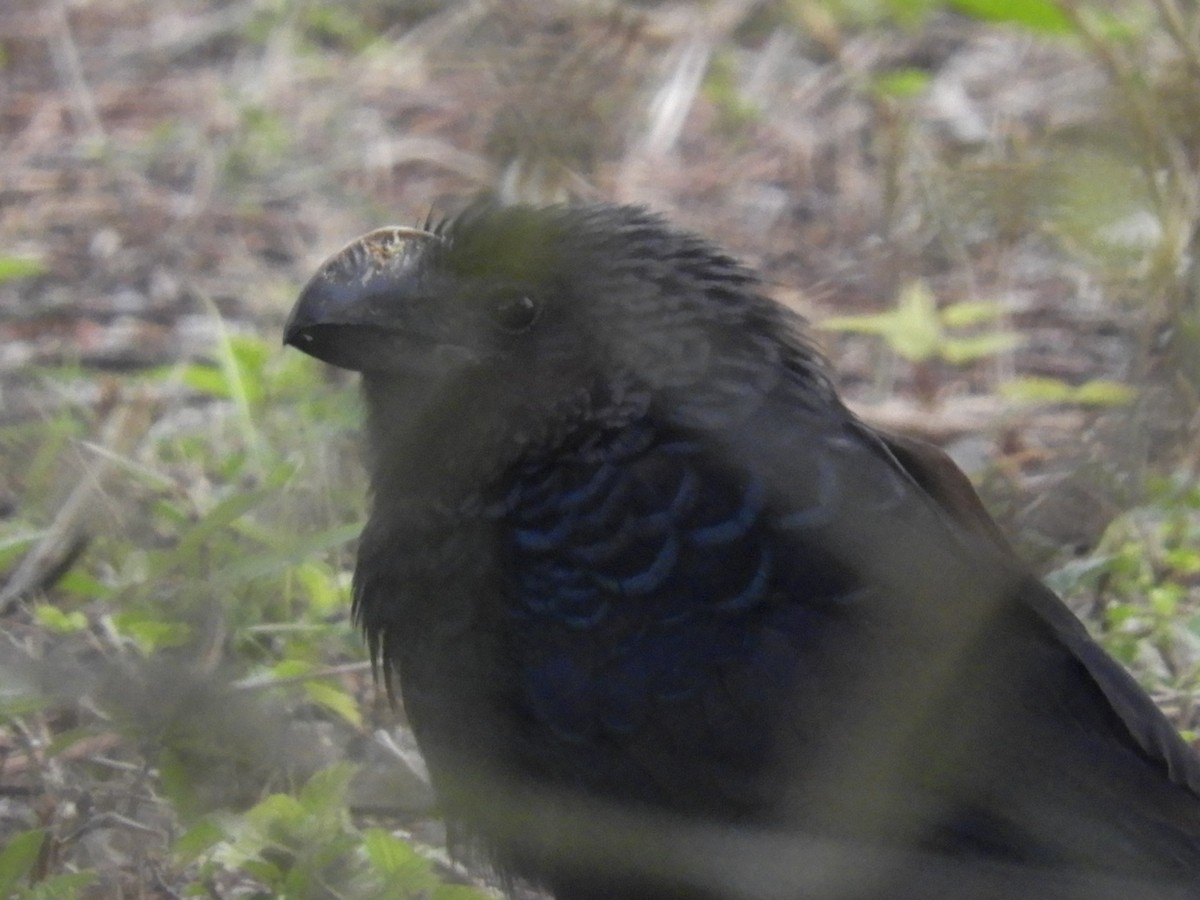 Smooth-billed Ani - ML153887531