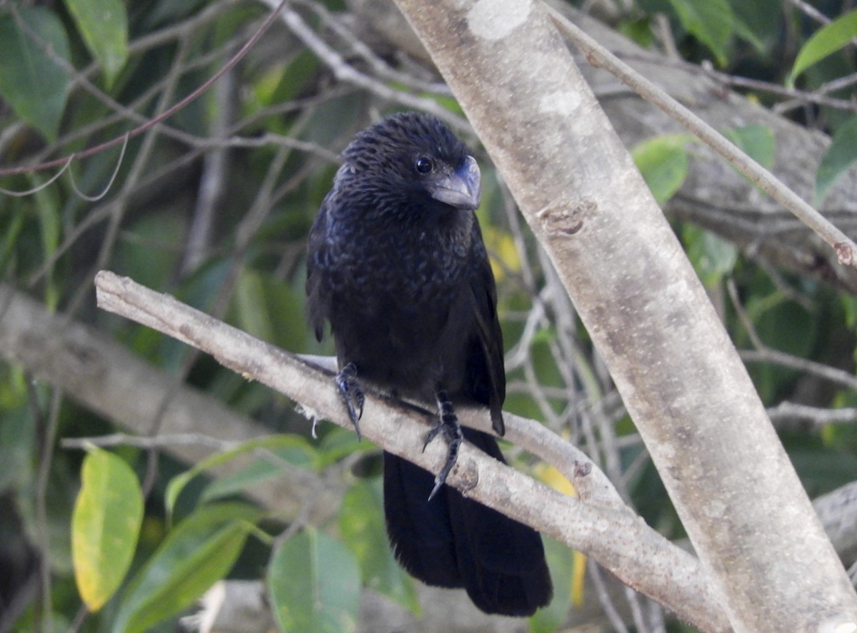 Smooth-billed Ani - ML153887541