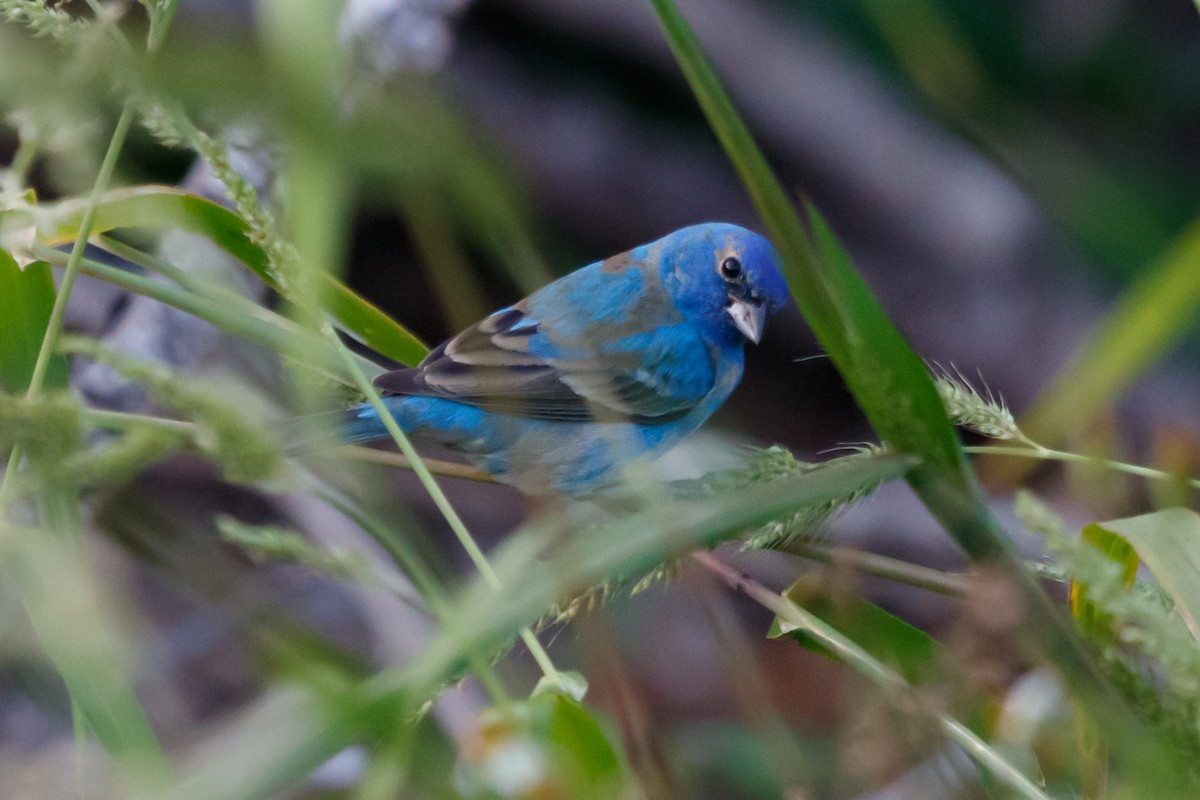 Indigo Bunting - ML153887771