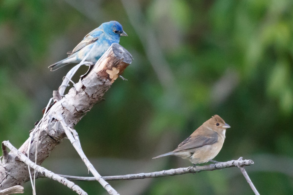 Indigo Bunting - ML153887781