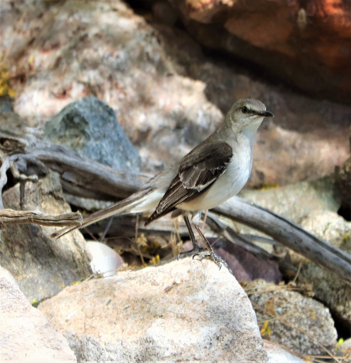 Northern Mockingbird - ML153888091