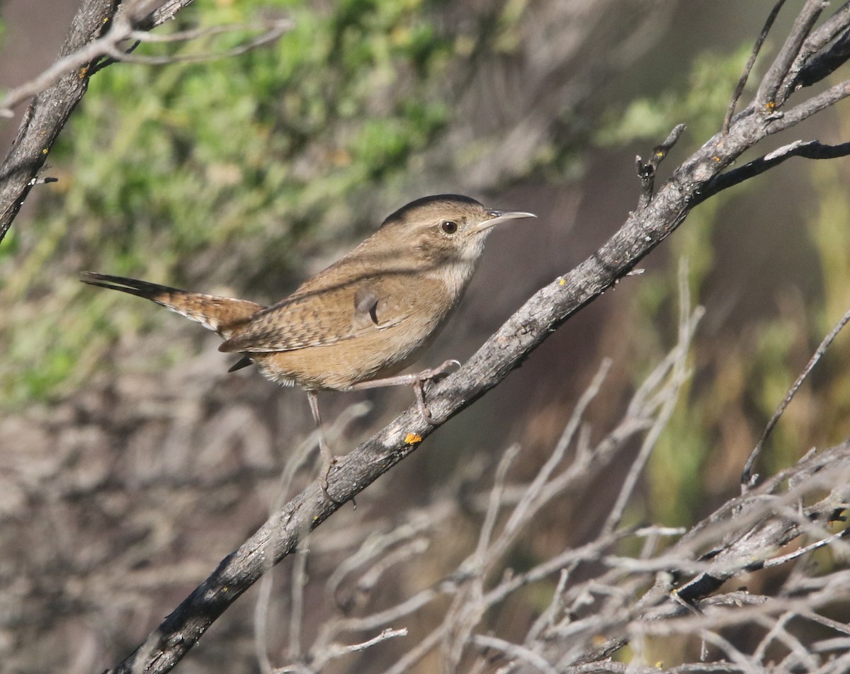 House Wren - ML153888531