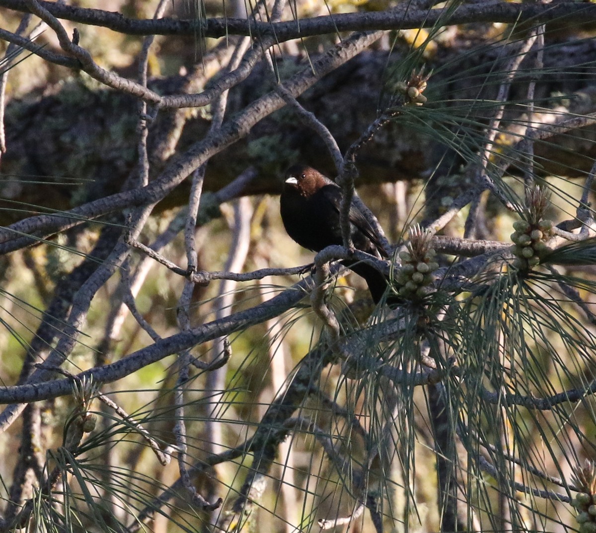 Brown-headed Cowbird - Pair of Wing-Nuts