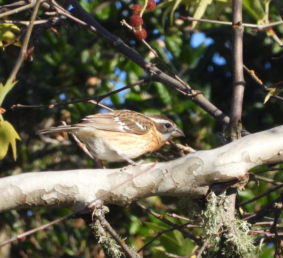 Black-headed Grosbeak - ML153889041