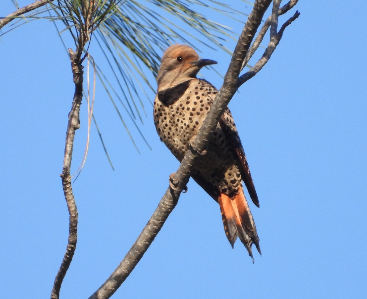 Northern Flicker - Pair of Wing-Nuts