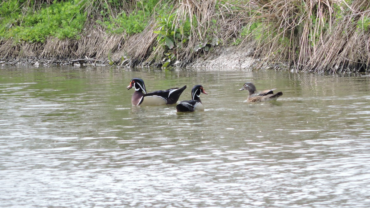 Wood Duck - Charlene van de Kamp