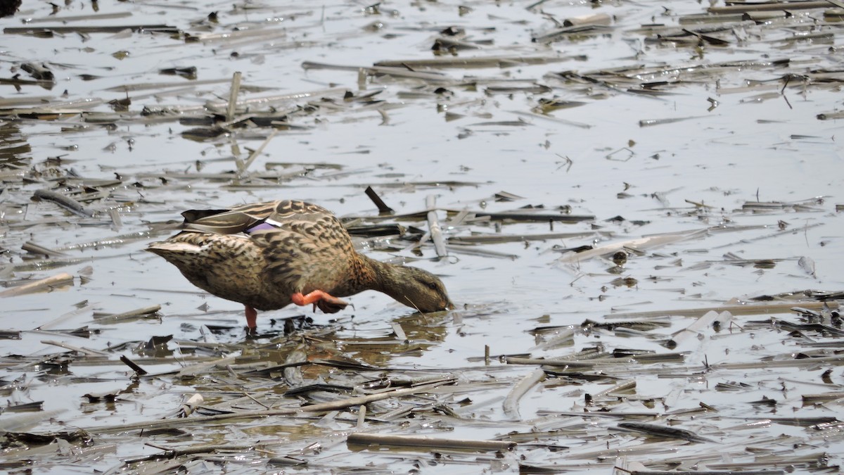 Mallard - Charlene van de Kamp