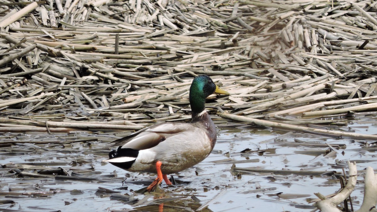 Mallard - ML153889481