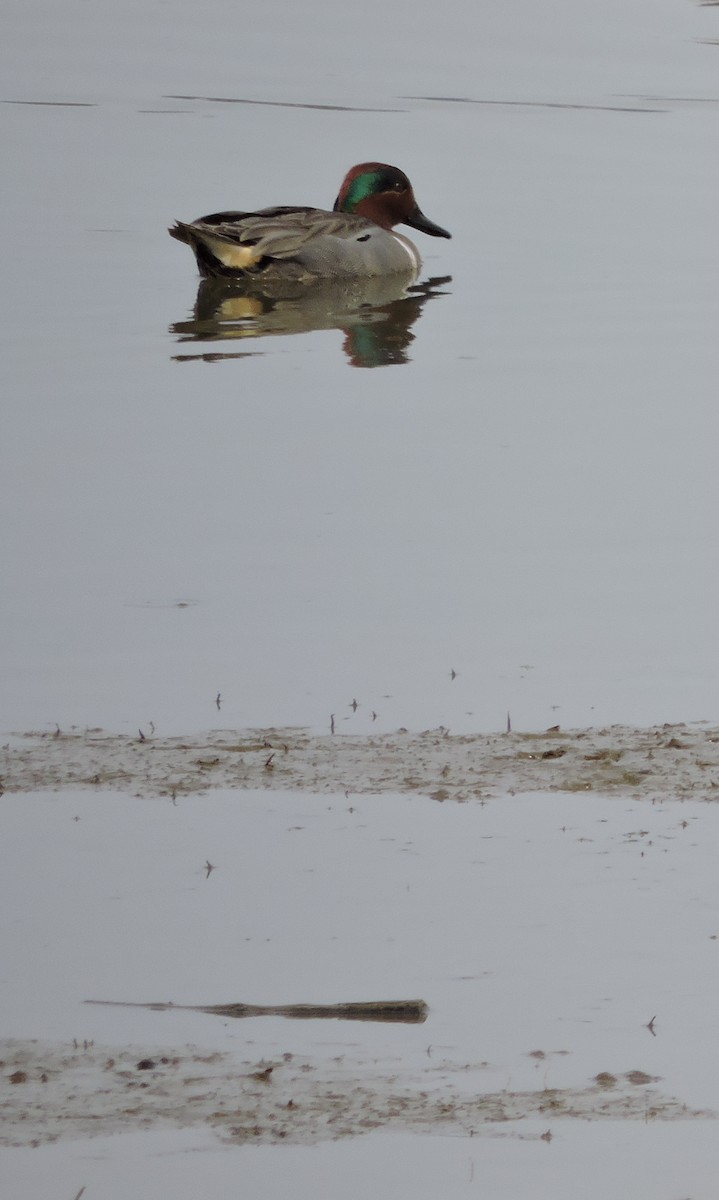 Green-winged Teal - ML153889601