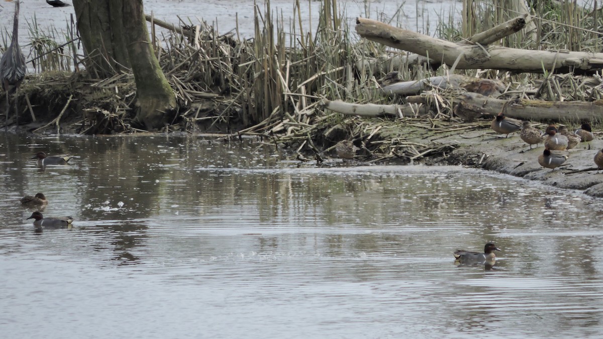 Green-winged Teal - ML153889671