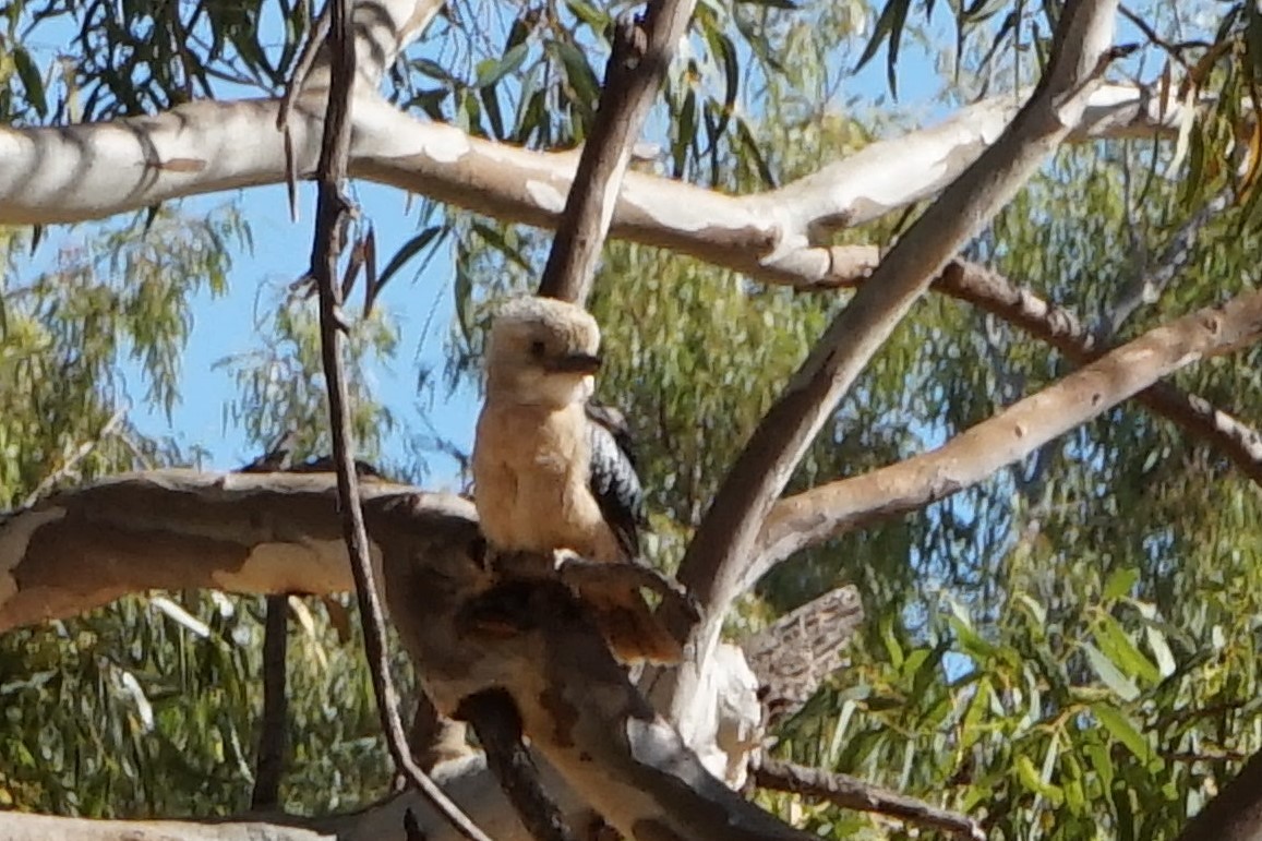 Blue-winged Kookaburra - ML153889861