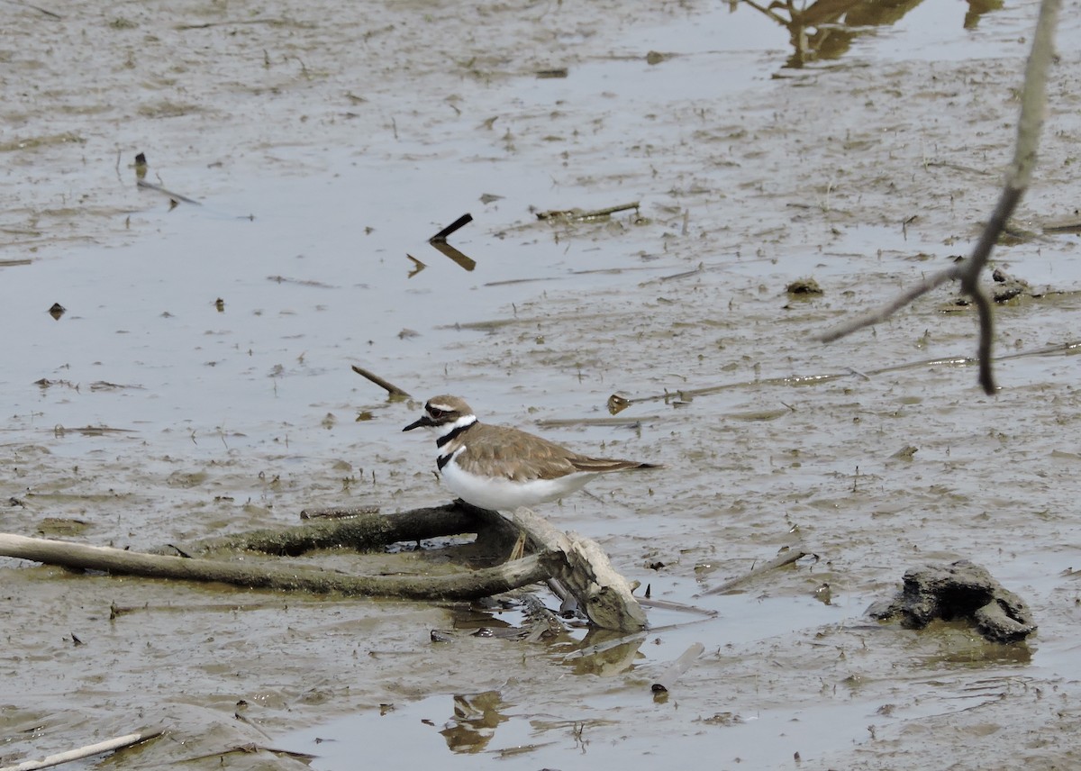 Killdeer - Charlene van de Kamp